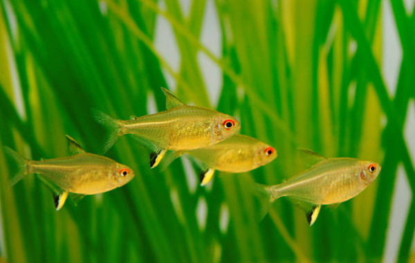 Achat en ligne Tetras et poissons de bancs