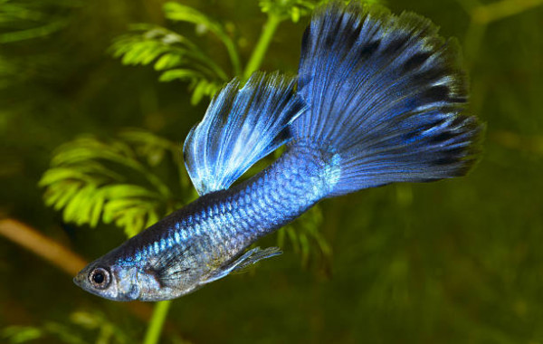 Acheter un poisson tropical pour son aquarium d'eau douce - Achat