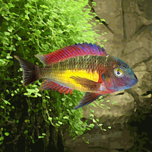 Tropheus moorii red rainbow kambwimba (environ 4 cm)