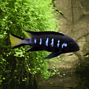 Pseudotropheus elongatus chewere (environ 12 cm)