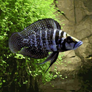 Altolamprologus calvus black pearl (environ 4 cm)