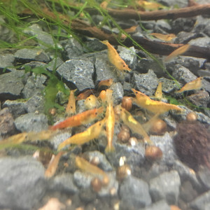 Crevettes orange