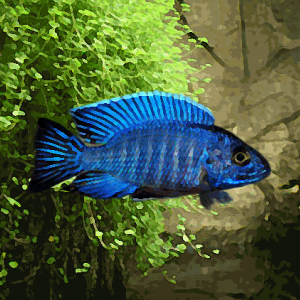 Aulonocara nyassae bleu (environ 5 cm)