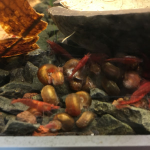 Escargots planorbes