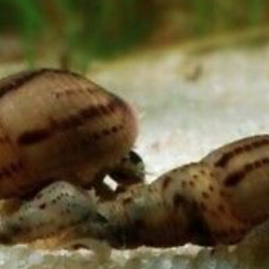 Escargots melanoides