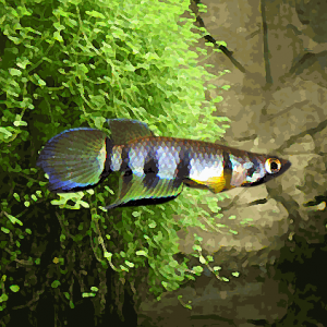 Epiplaty dageti (environ 5 cm)