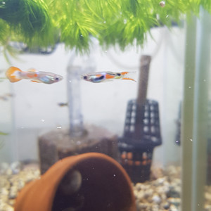 Guppy Endler mâles dispo