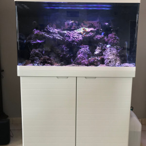 Aquarium récifal