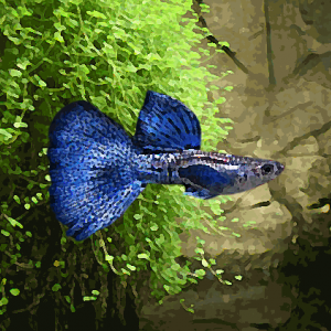 Guppy mâle moscou cobra bleu (environ 4 cm)