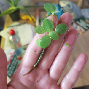 Pistia stratiotes / laitue d'eau