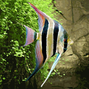 Pterophyllum altum