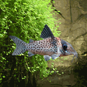 Corydoras agassizii (environ 4 cm)