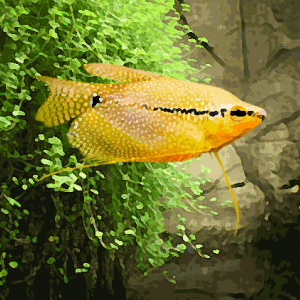 Gourami leeri gold (environ 6 cm)