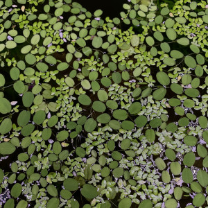 Salvinia minima et Lemna minor