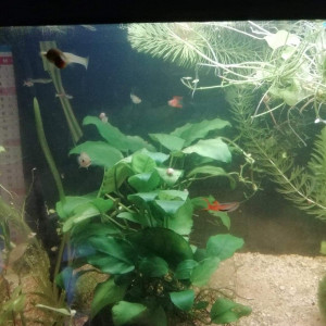 Guppys endler