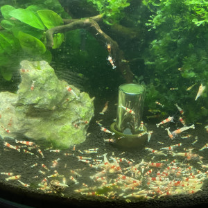 Crevette Caridina cf. Cantonensis Crystal Red Shrimp (CRS)