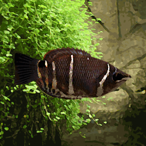 Gourami chocolat (environ 4 cm)