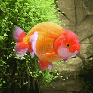 Mélange de ranchus (7 à 9 cm)