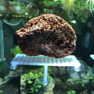Pad support plante avec ventouse 40/80 mm