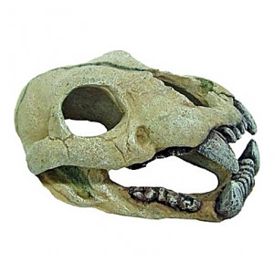 Squelette tête de jaguar - 14,7x8,2x7,2cm