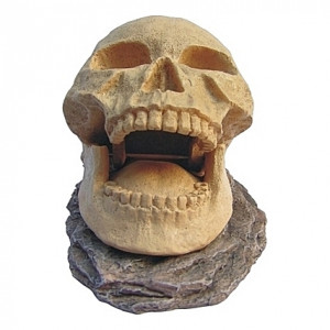 Tête squelette humain bouche ouverte - 15,5x10x9,5cm