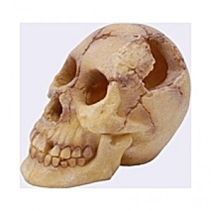 Tête squelette - 18x13,5x14,5cm