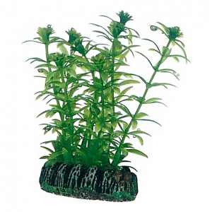 Plante artificielle Lagarosiphon 7cm
