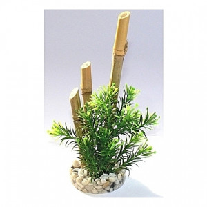 Bamboo plante 20cm