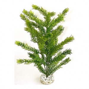 Plantes 35cm