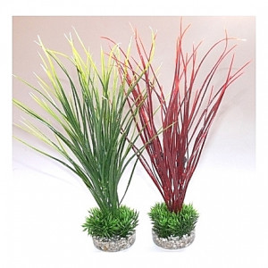 Plantes Acorus Medium 28cm