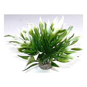 Plante, longues feuilles 12cm