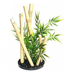 Jardin de bamboo 24cm