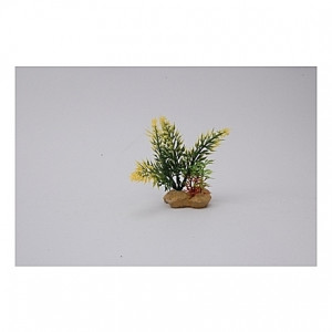 Assortiment de plantes 10cm