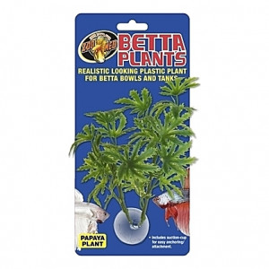 Plante papaye sur ventouse