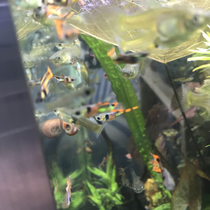 Guppy Endlers