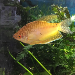 Gourami jaune à adopter