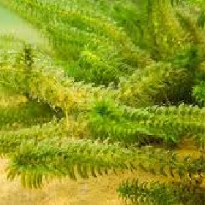 Elodea canadensis