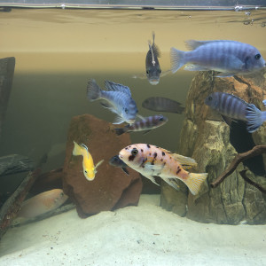 Cichlides