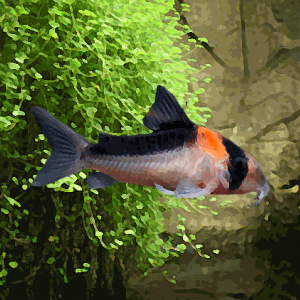 Corydoras duplicareus xl (environ 6 cm)