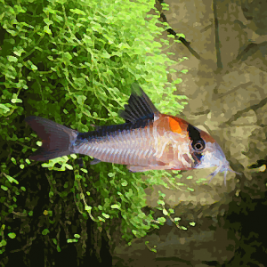 Corydoras adolfoy (environ 5 cm)