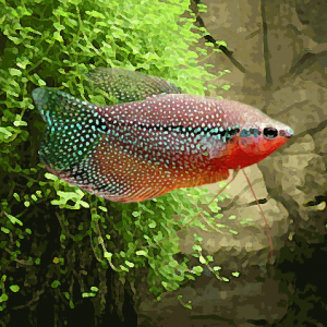 Gourami leeri (environ 10 cm)