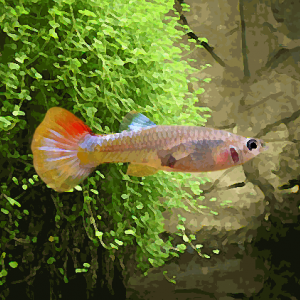 Guppy femelle micarif (environ 4 cm)