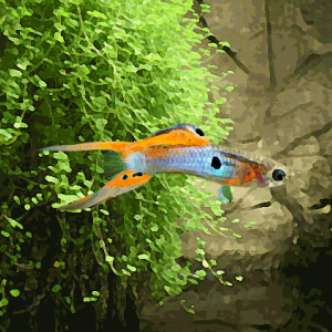 Guppy japan blue double épée rouge (par couple) (environ 2 cm)