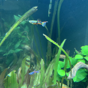 Lot 3 Guppy endler