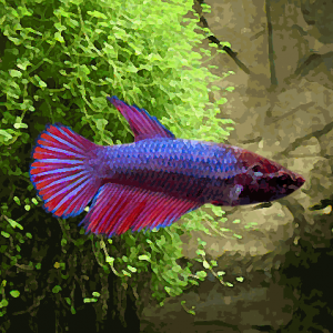 Betta femelle halfmoon collection xl (environ 5 cm)