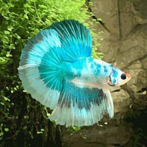 Betta male halfmoon butterfly (environ 6 cm)