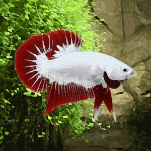 Betta male plakat halfmoon red dragon