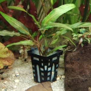 Donne cryptocoryne