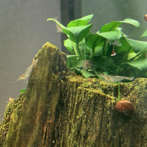 Anubia Nana 4-5cm