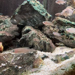 Neolamprologus multifasciatus